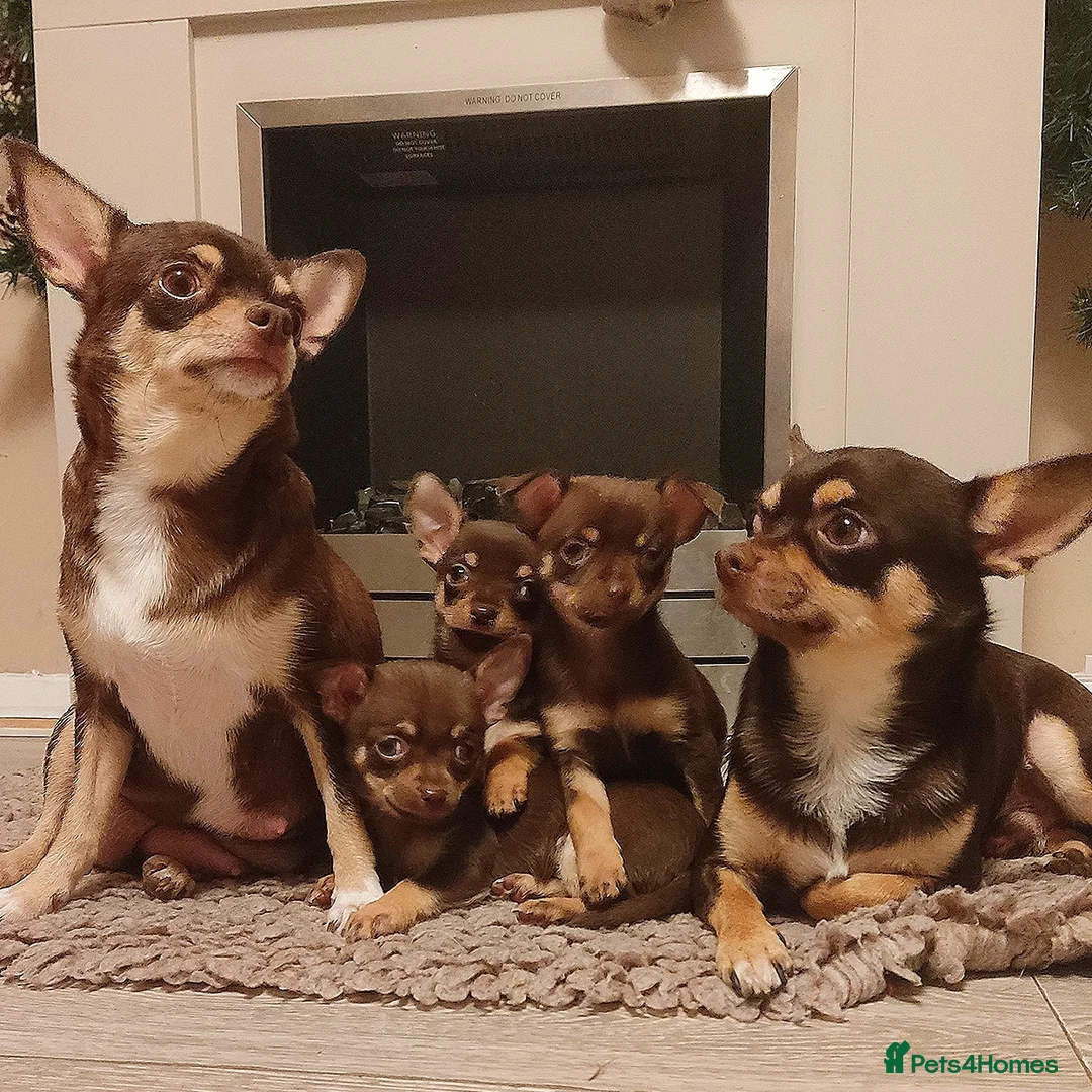 Chihuahua dogs for stud: Chocolate Tri  for stud in Ipswich - Advert 6