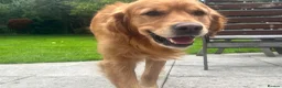 Golden Retriever dogs for stud: STUD - Beautiful Pure Golden Retriever - Advert 8