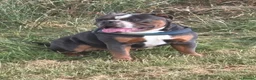 Olde English Bulldogge dogs for stud: Chezy boy in Wednesbury - Advert 1