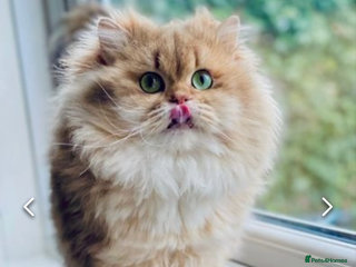 British Longhair cats Import PEDIGREE British Longhair for stud in Ивсхам - Advert 21