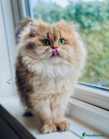 British Longhair cats in Ивсхам - Advert 14