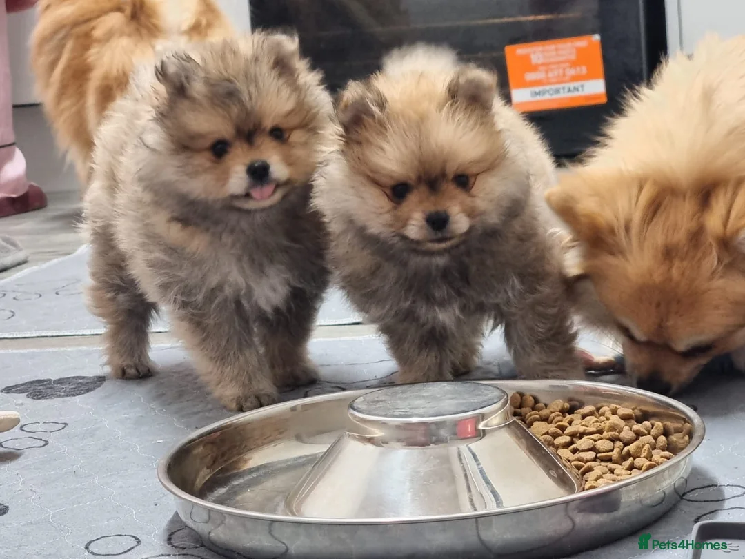 Pomeranian dogs for sale: GORGEOUS POMERANIAN PUPPIES!! 🐶🐶🐶 - Advert 11