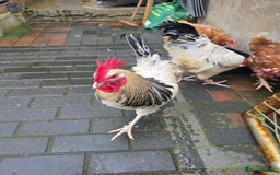Chickens poultry for sale: 2 chicken's 2 roosters for sale  - Image 5