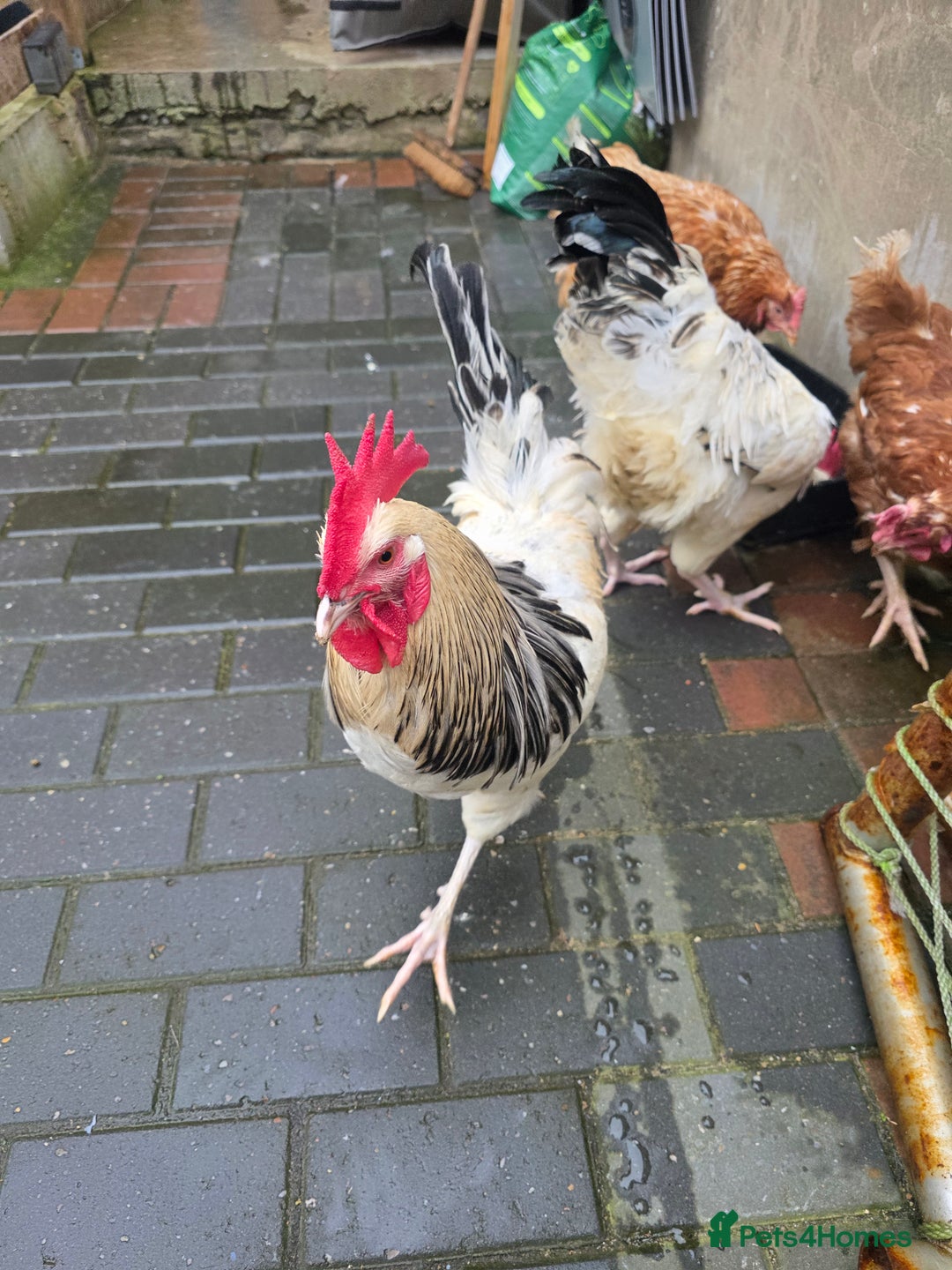 Chickens poultry for sale: 2 chicken's 2 roosters for sale  - Image 5