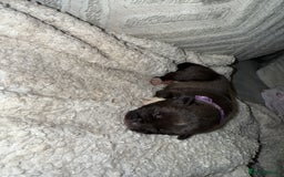 Mixed Breed dogs for sale: Cane corso mix Akita  - Image 25