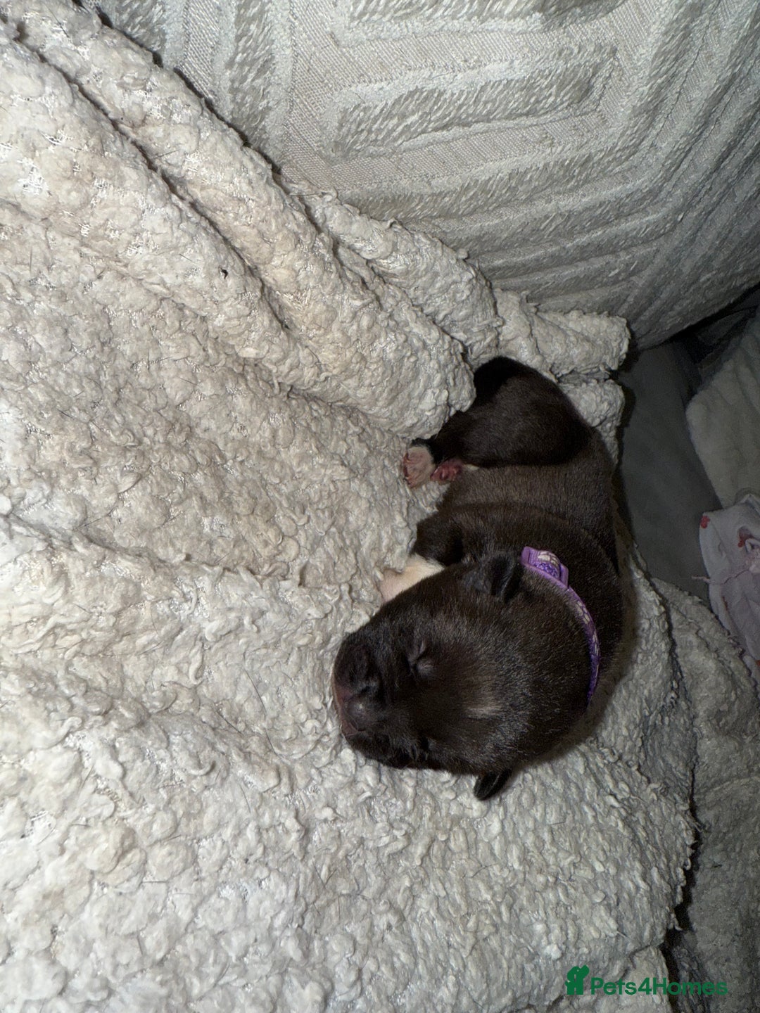 Mixed Breed dogs for sale: Cane corso mix Akita  - Image 25