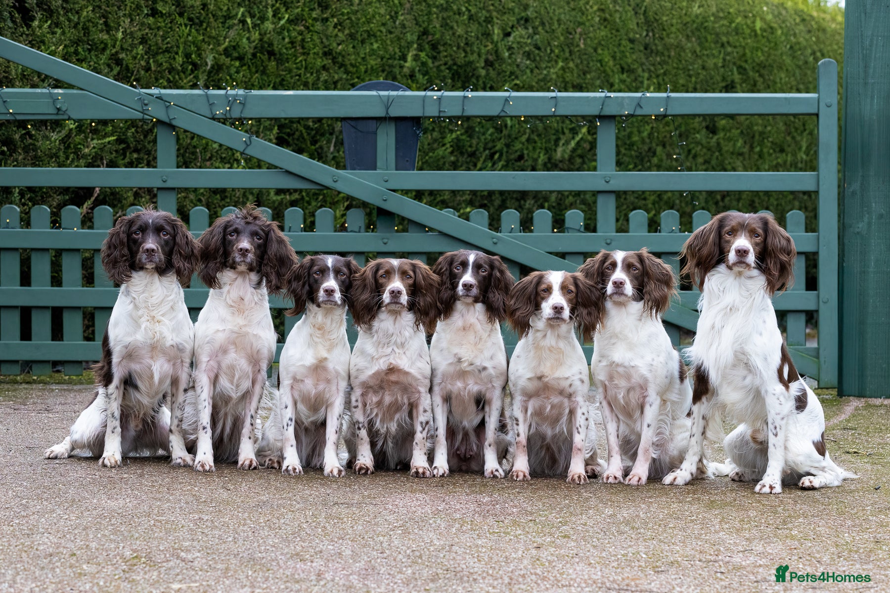 English Springer Spaniel dogs Fourth generation home bred puppies. - Advert 1