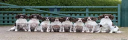 English Springer Spaniel dogs for sale: Fourth generation home bred puppies. in Whitchurch - Advert 1