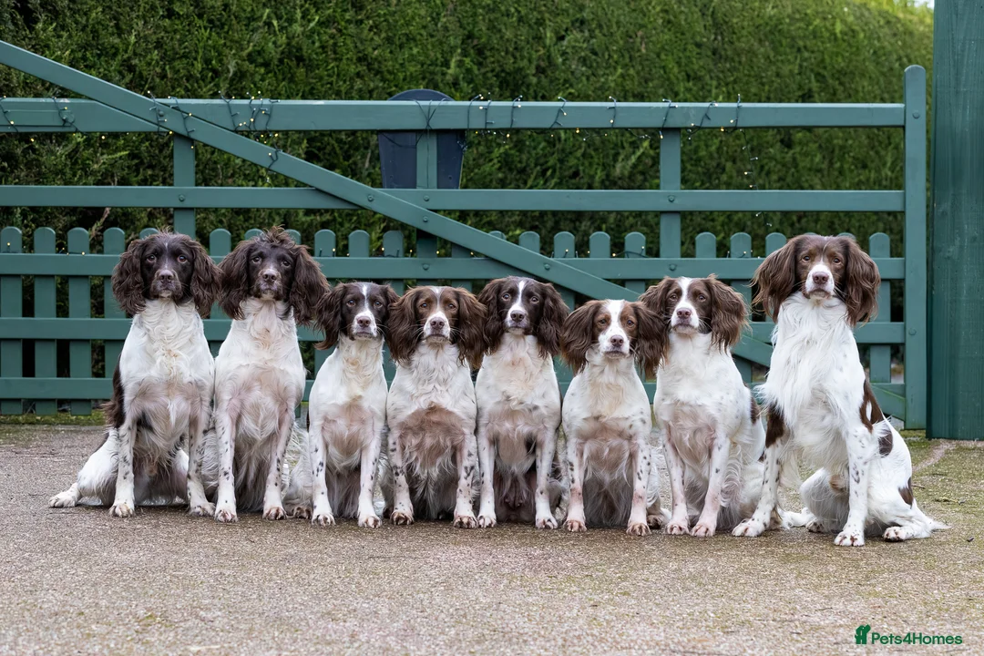 English Springer Spaniel dogs for sale: Fourth generation home bred puppies. in Whitchurch - Advert 1