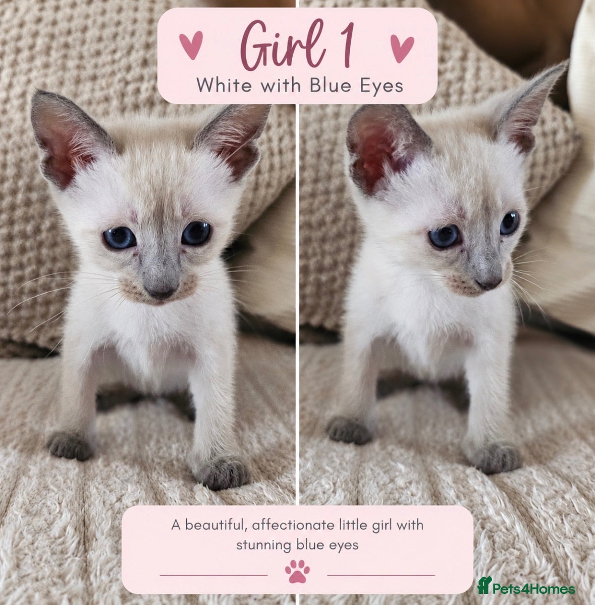 Mixed Breed cats Beautiful Siamese Cross Kittens – Lilac Point Dad - Advert 7