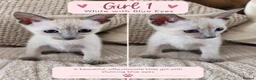 Mixed Breed cats for sale: Beautiful Siamese Cross Kittens – Lilac Point Dad in Cardiff - Advert 1