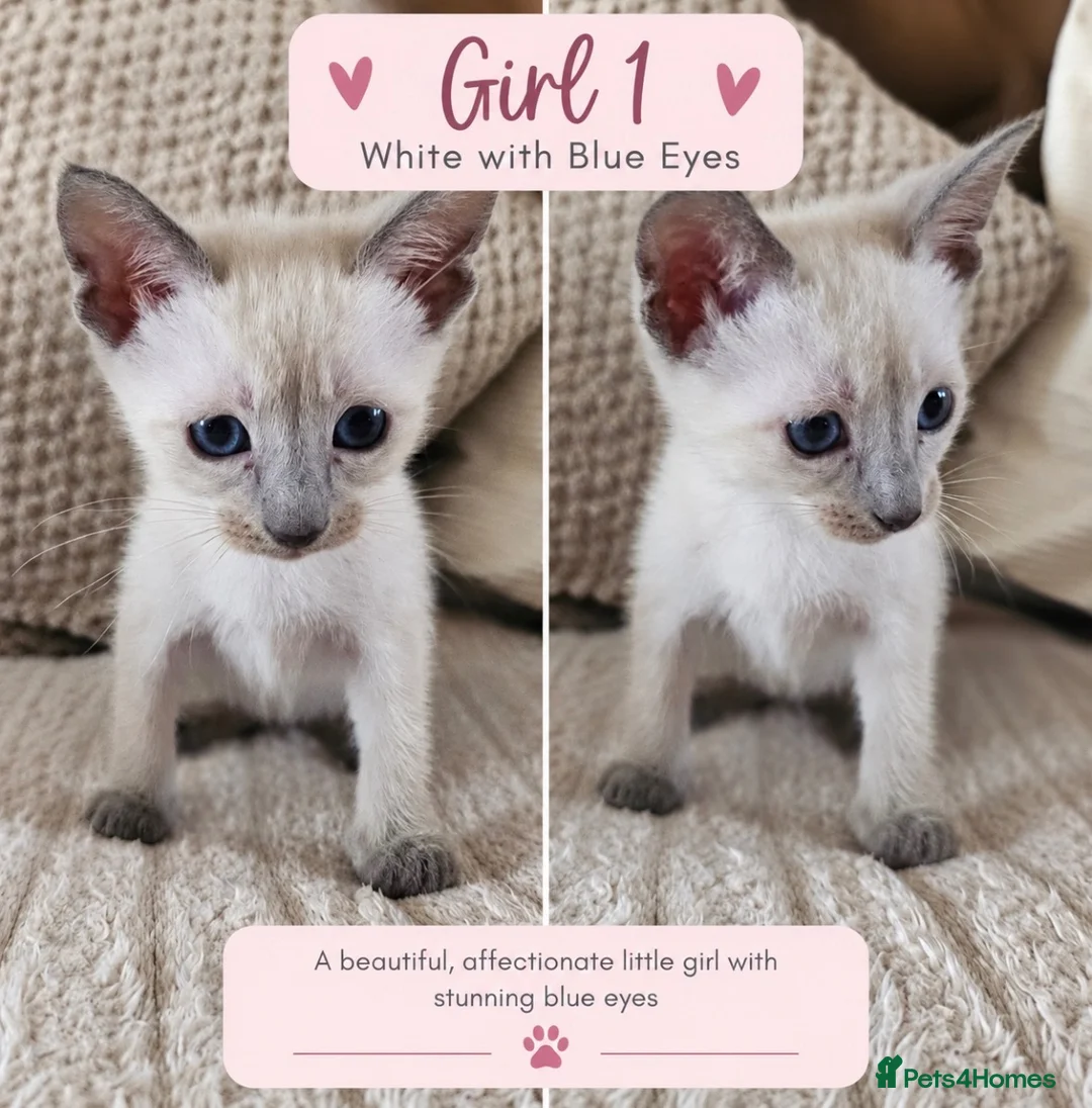 Mixed Breed cats for sale: Beautiful Siamese Cross Kittens – Lilac Point Dad in Cardiff - Advert 1