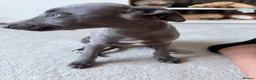 Whippet dogs for sale: I BEAUTIFUL GIRL LEFT READY NOW - Advert 8