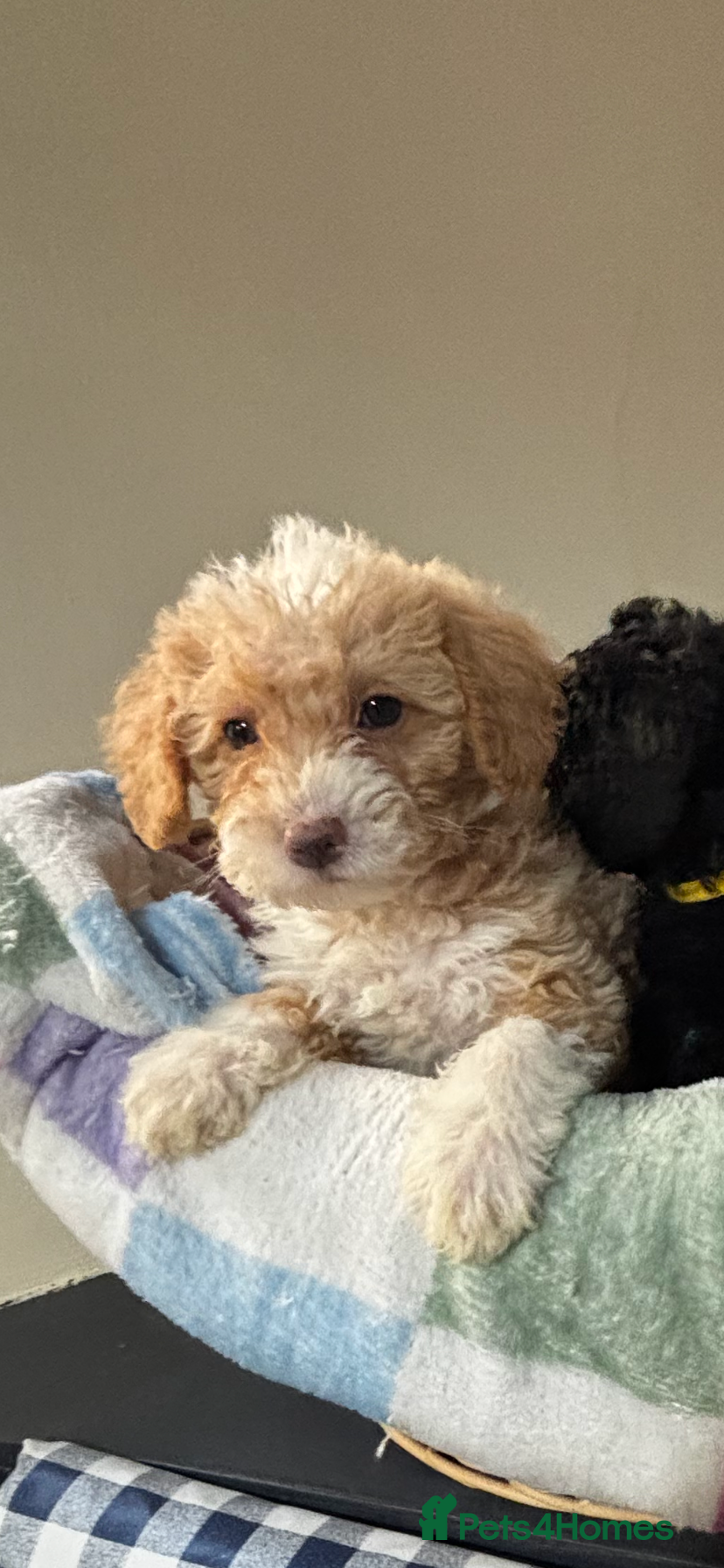Toy Poodle dogs Beautiful Toy Poodle Pups READY TO LEAVE NOW - Advert 4