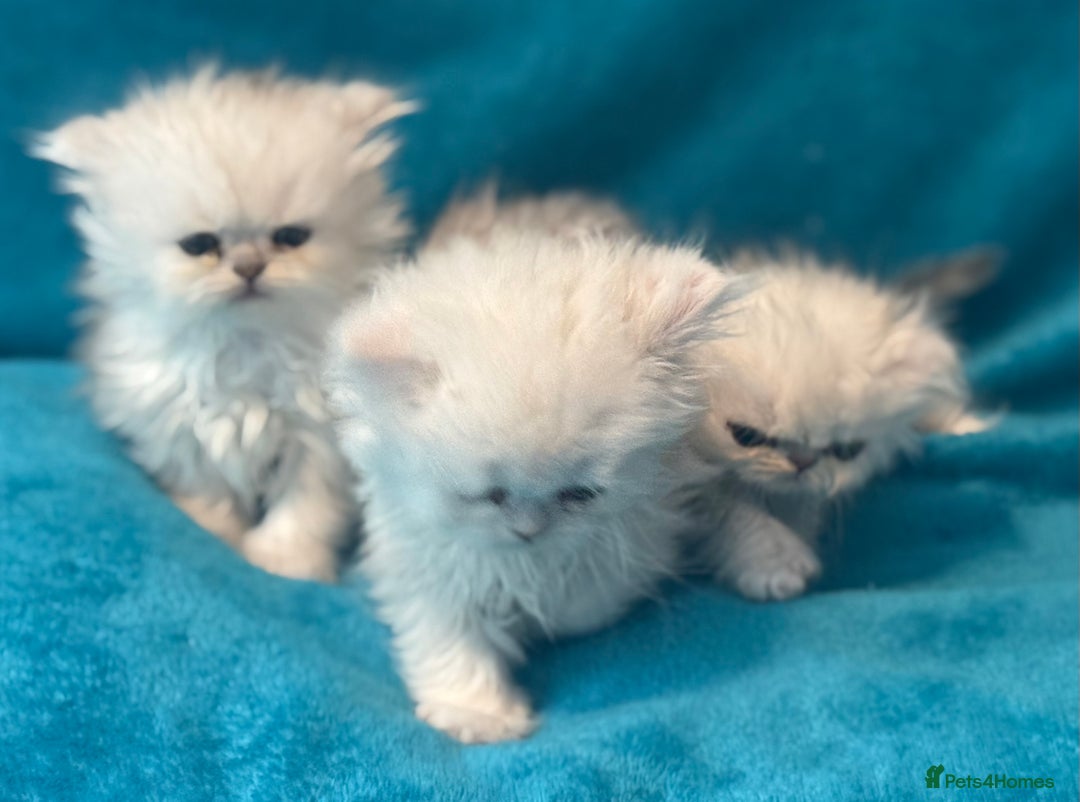Persian cats for sale: Three Persian Chinchilla Kittens GCCF registered  - Image 4