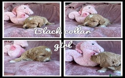 Mini Goldendoodle dogs for sale: Beautiful Family Raised F1 Mini Golden-doodles  - Image 33