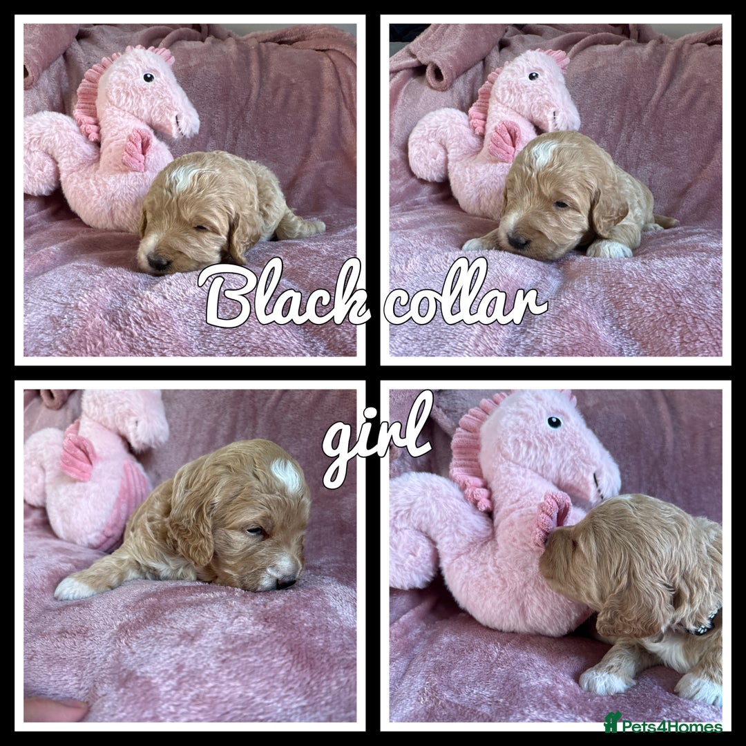 Mini Goldendoodle dogs for sale: Beautiful Family Raised F1 Mini Golden-doodles  - Image 33