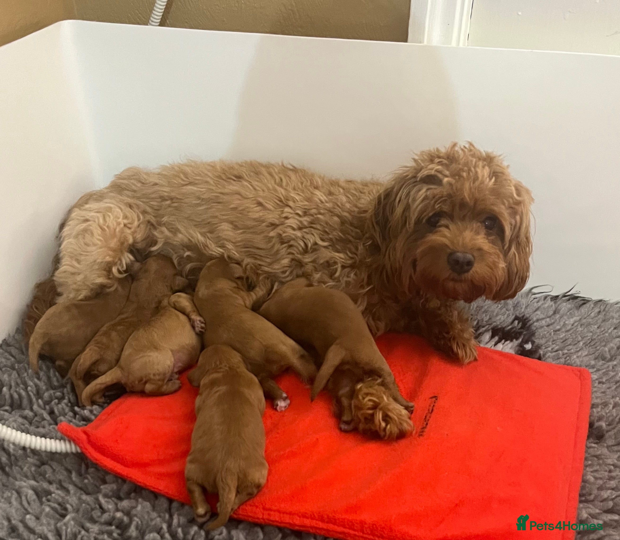 Cavapoo dogs Absolutely gorgeous cavapoo puppies available 🐾 - Advert 1