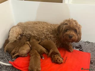 Cavapoo dogs Absolutely gorgeous cavapoo puppies available 🐾 - Advert 3