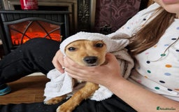 Mixed Breed dogs for adoption: Riele  - Image 2
