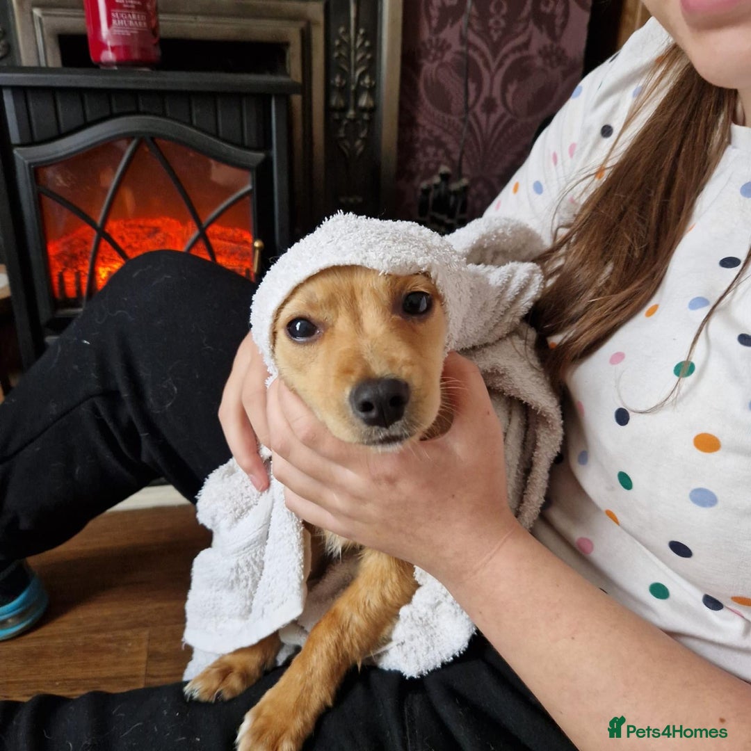 Mixed Breed dogs for adoption: Riele  - Image 2