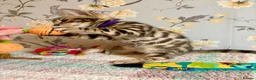 Bengal cats for sale: *READY NOW* Bengal Kittens - Advert 14