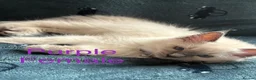 Ragdoll cats for sale: 5 Ragdoll Kittens For Sale - Advert 9