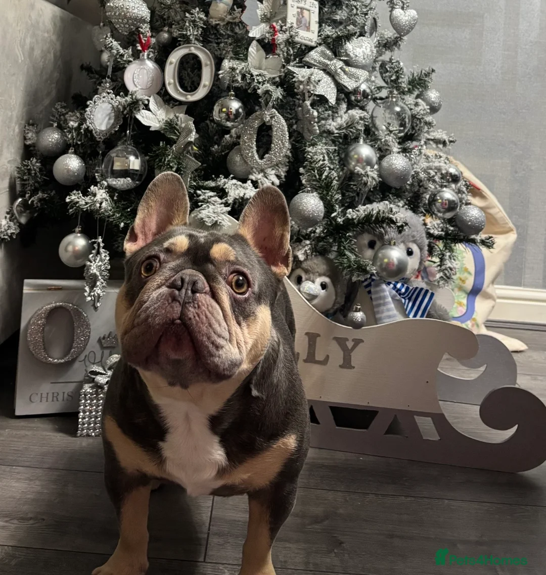 French Bulldog dogs for stud: FRENCHIE FOR STUD  in Tipton - Advert 1