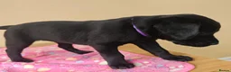 Labrador Retriever dogs for sale: Adorable Black & Yellow Labrador Companions in Paisley - Advert 11