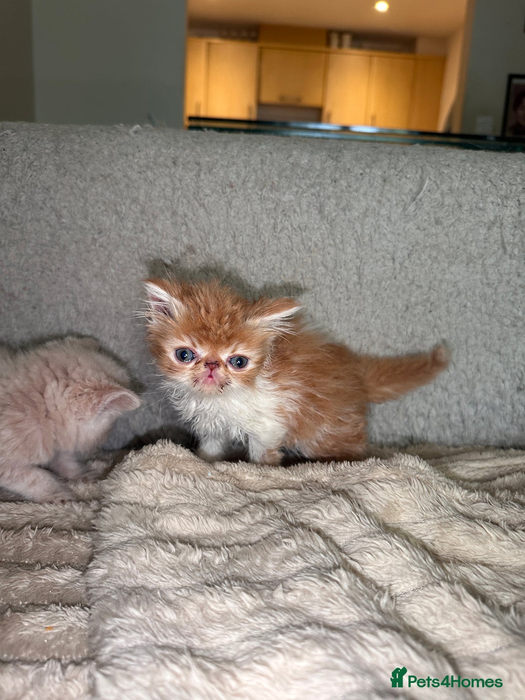 Exotic cats for sale: SHOW QUALITY GCCF REGISTERED KITTENS - Image 5
