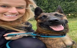 Mixed Breed dogs for adoption: BEAUTIFUL BUZZ  - Image 6