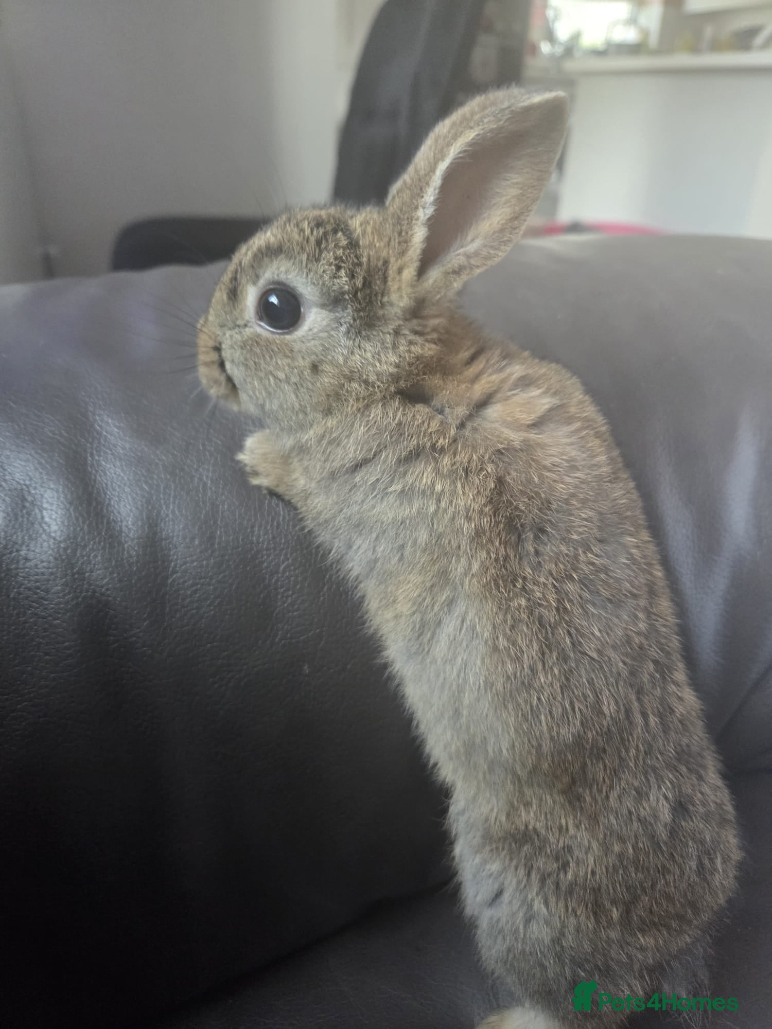Mixed Breed rabbits for sale: 4 Baby (2 black) bunnies looking for forever homes - Advert 2
