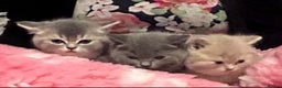 British Shorthair cats for sale: Beautiful British Shorthair kittens  - Advert 21