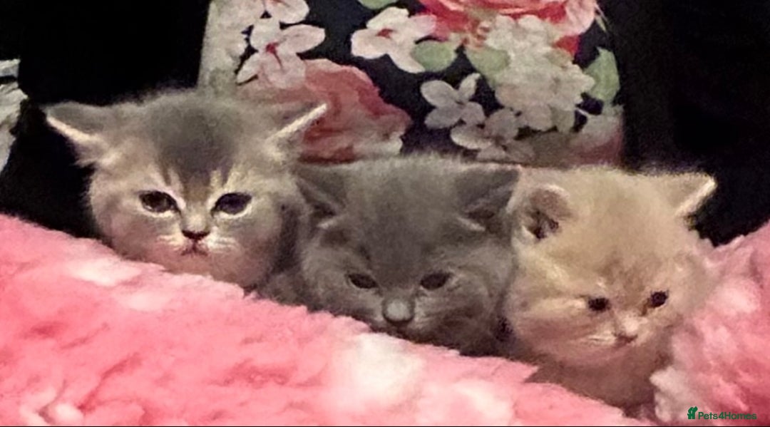 British Shorthair cats for sale: Beautiful British Shorthair kittens  - Advert 21