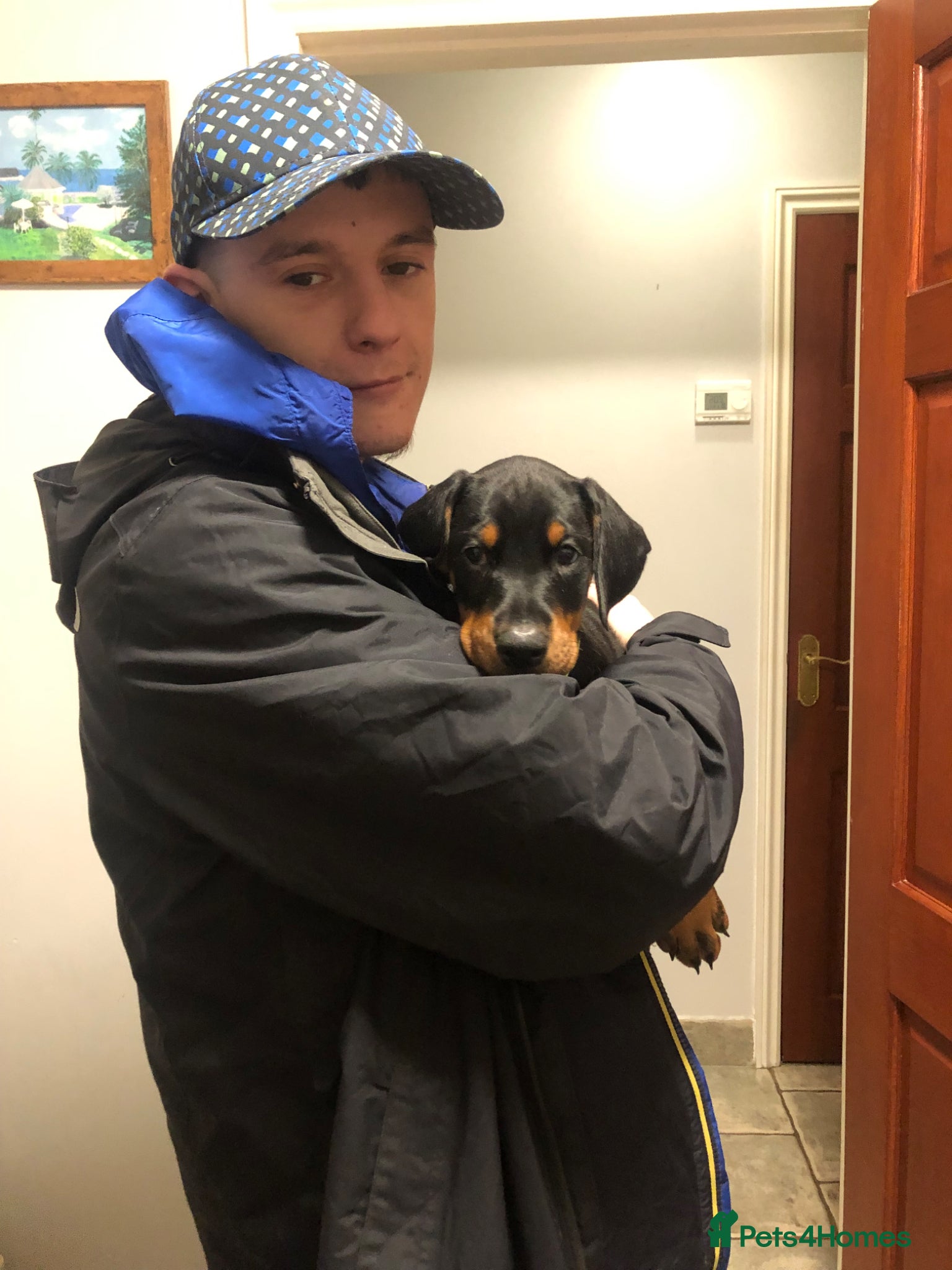 Dobermann dogs Doberman male stud 4 years old - Advert 1