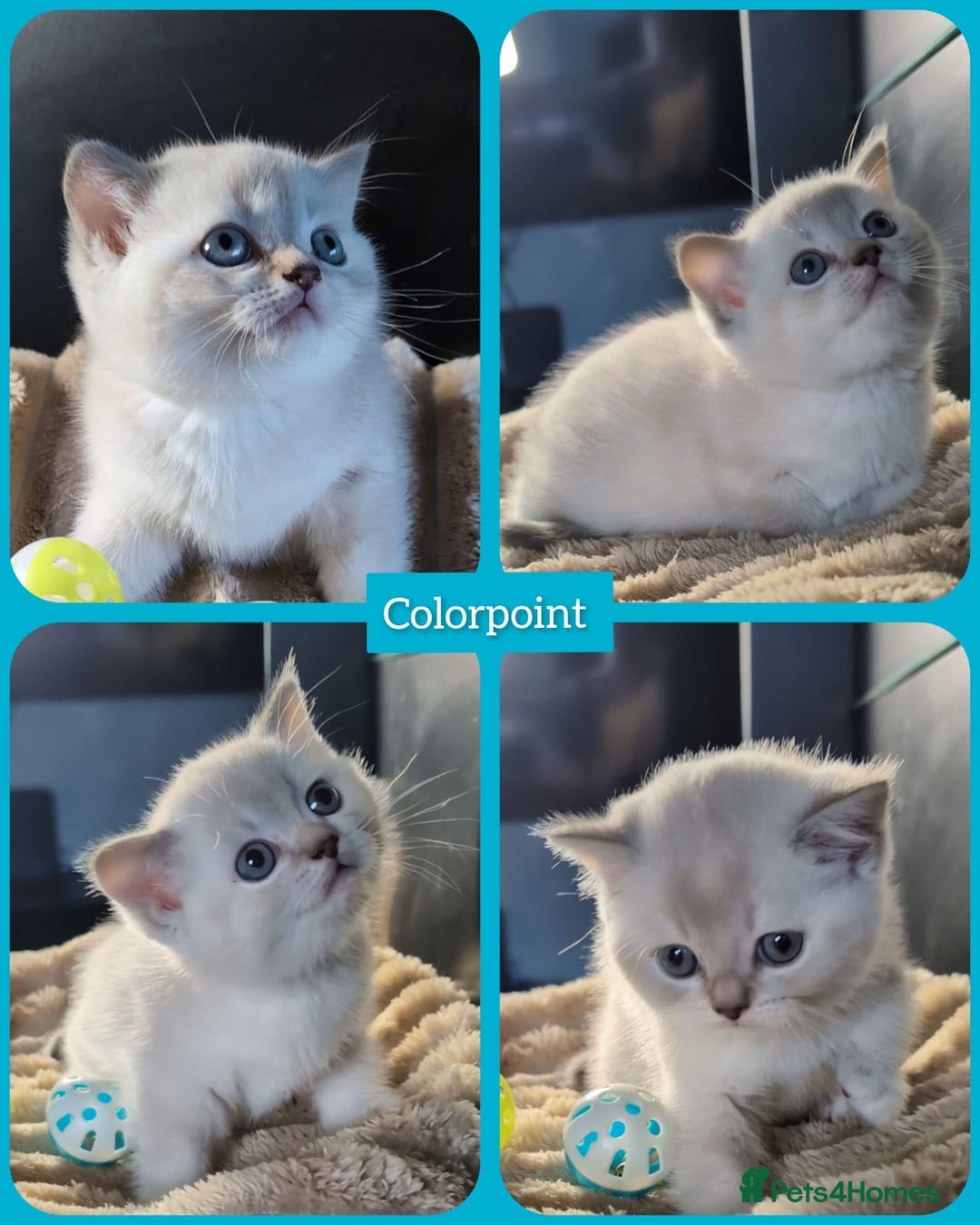 British Shorthair cats for sale: 💖💖💖BSH & BLH💫 GCCF & TICA red - Advert 8