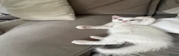 Russian Blue cats for sale: Russian White kittens Ready to go now  - Advert 3