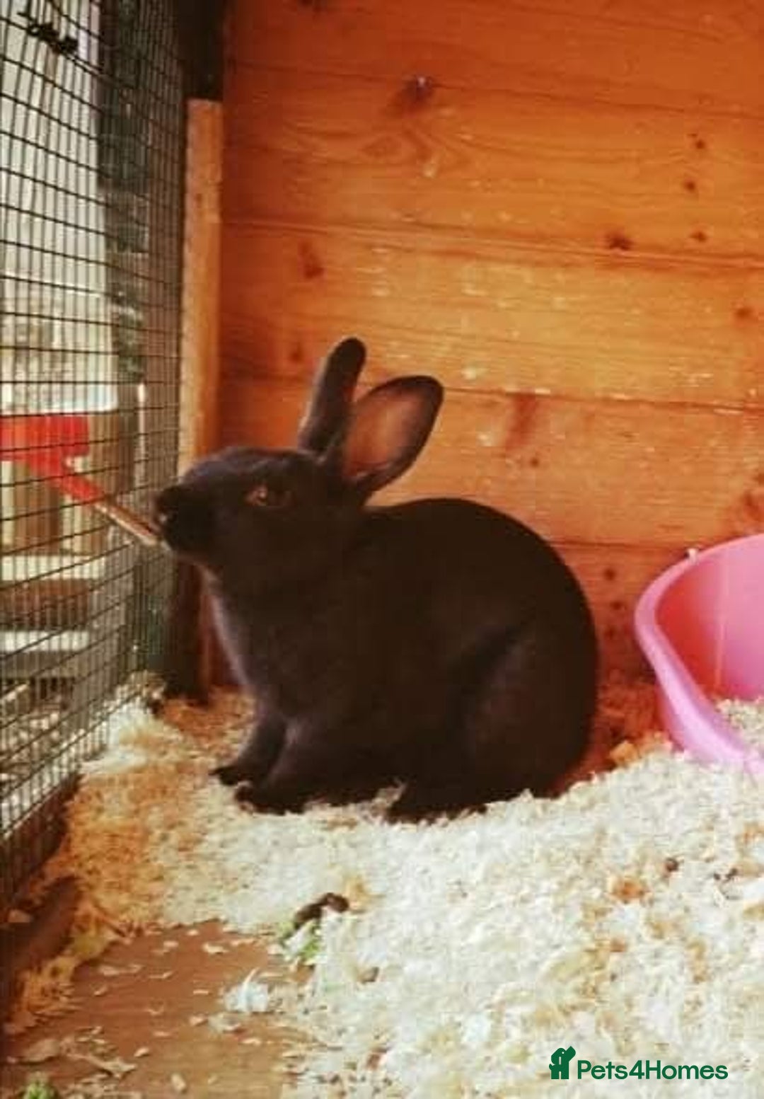 Lionhead rabbits for sale: Lionhead/rex beautiful girl rabbit  - Advert 1