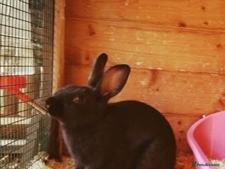 Lionhead rabbits Lionhead/rex beautiful girl rabbit - Advert 1