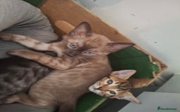 Bengal cats for sale: Beautiful bengal kittens  - Image 7