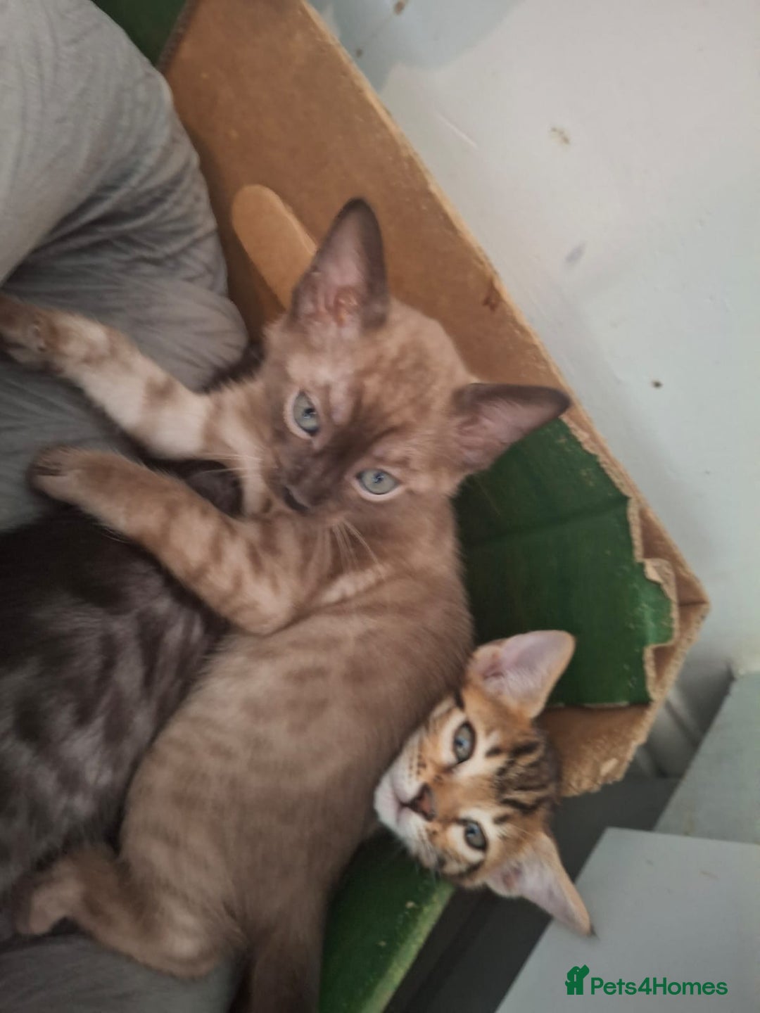 Bengal cats for sale: Beautiful bengal kittens  - Image 7