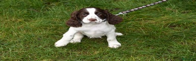 Cocker Spaniel Puppy 4