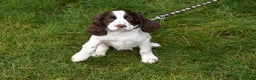 Cocker Spaniel dogs for sale: Ready Now Kc Reg Health Tested - Advert 7