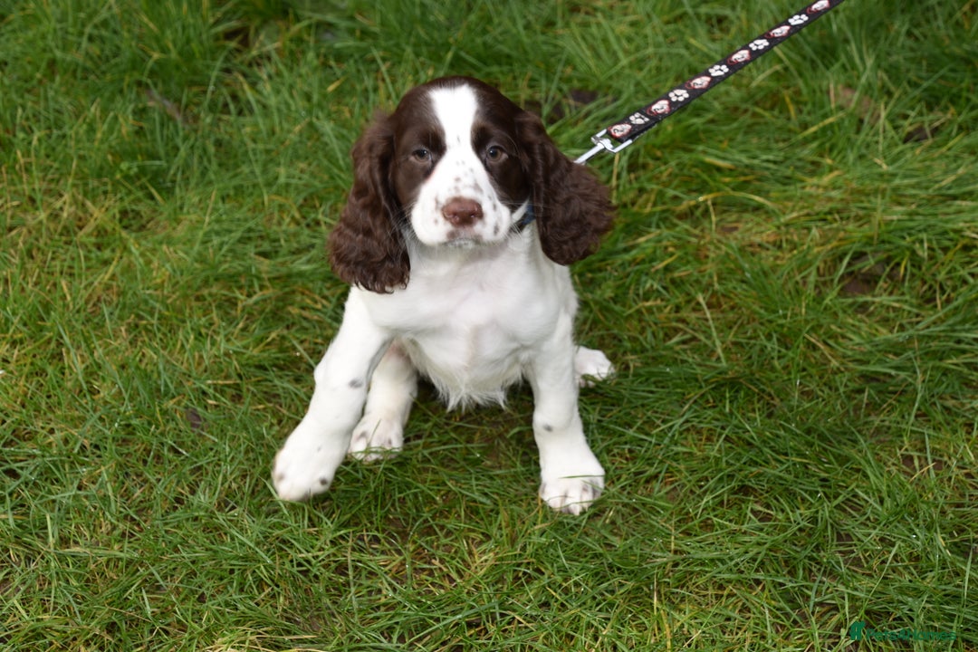Cocker Spaniel dogs for sale: Ready Now Kc Reg Health Tested - Advert 7