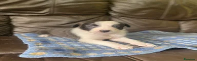 Border Collie Puppy 1