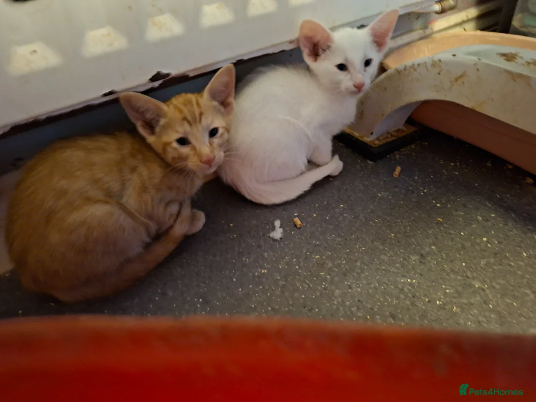 Oriental cats for sale: Gorgeous Oriental Cross Kittens - Advert 8