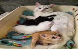 Mixed Breed cats for sale: Ginger Female Kitten - Ready to leave - Image 9