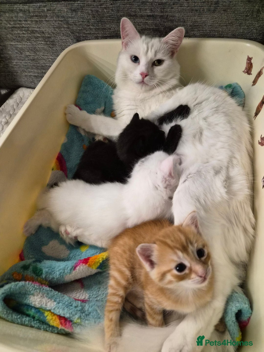 Mixed Breed cats for sale: Ginger Female Kitten - Ready to leave - Image 9