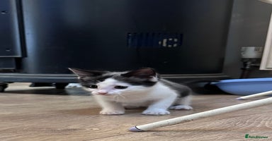 Mixed Breed cats - Advert 11