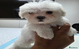 Malshi dogs for sale: Male Malshi Pups - Advert 3